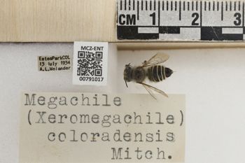 Media type: image;   Entomology 791017 Aspect: Labels